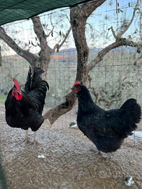 Coppie di galline da bellezza