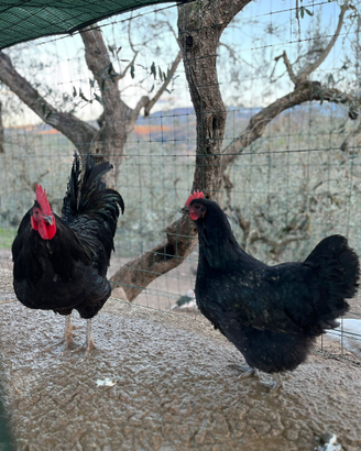 Coppie di galline da bellezza