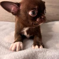 Chihuahua cucciolo con pedigree