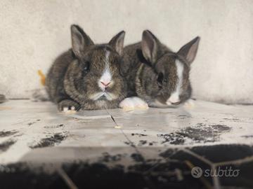 Cuccioli coniglio nano due mesi