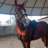 Per monta Sella Italiano originale