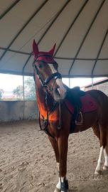 Per monta Sella Italiano originale