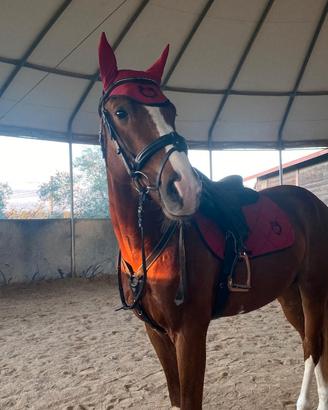 Per monta Sella Italiano originale