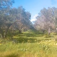 Terreno con oliveto recintato 3 ettari