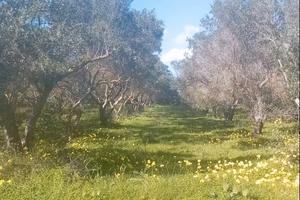 Terreno con oliveto recintato 3 ettari