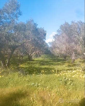 Terreno con oliveto recintato 3 ettari