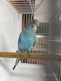 Cocorita portatori di Black Face