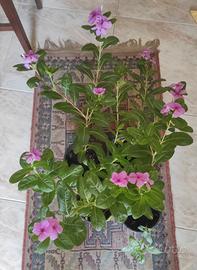 Piante Vinca vaso 16