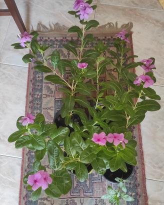 Piante Vinca vaso 16