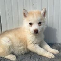 Siberian Husky con Pedigree Enci