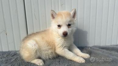 Siberian Husky con Pedigree Enci