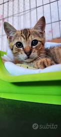 Artù gattino speciale