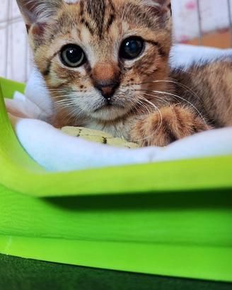 Artù gattino speciale