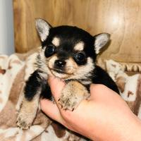 Cuccioli di chihuahua vaccino e libretto