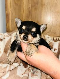 Cuccioli di chihuahua vaccino e libretto