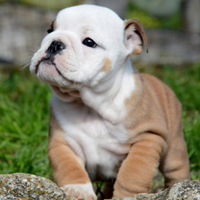 Bulldog inglese