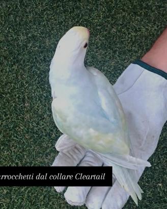 Parrocchetti dal collare