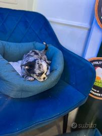 Chihuahua mini merle