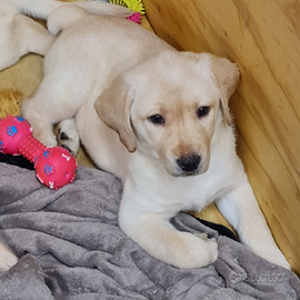 Vendita cuccioli di labrador retriever