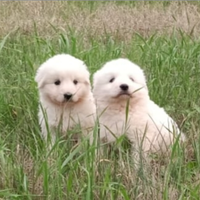 Pastori maremmano Abbruzzese linea marsicano