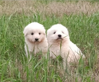 Pastori maremmano Abbruzzese linea marsicano