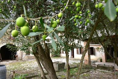 Rif.DT03| rustico santa lucia di piave