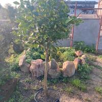 Limone ( Citrus lemon )