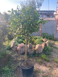 Limone ( Citrus lemon )