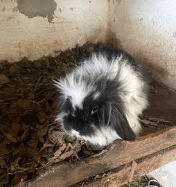 Coniglio razza d'angora