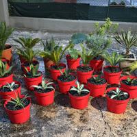 Yucca gloriosa 'Variega' PIANTE SUCCULENTE CACTUS