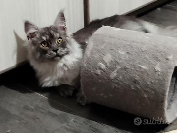 Cucciola smock Silver shaded line