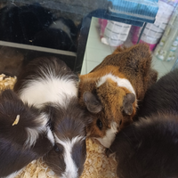 Cavie peruviane o porcellini d'india