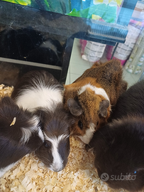 Cavie peruviane o porcellini d'india