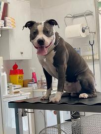 American Staffordshire Terrier per monta