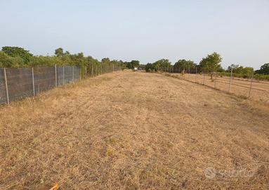 Terreno agricolo