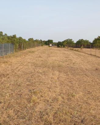 Terreno agricolo