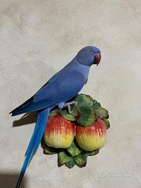 Pappagalli"parrocchetti dal collare"