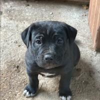 Cane Corso maschio