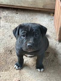 Cane Corso maschio