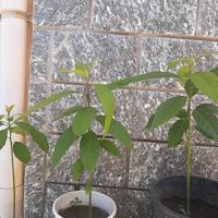 piante di avocado in vaso