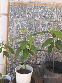 piante di avocado in vaso