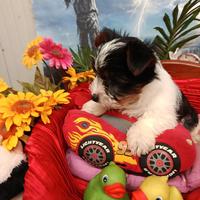 Cuccioli Disponibili Biewer Terrier Yorkshire
