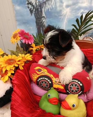 Cuccioli Disponibili Biewer Terrier Yorkshire