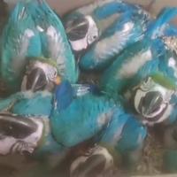 Pappagalli da imbecco e da riproduzione