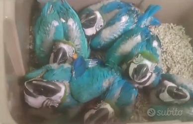 Pappagalli da imbecco e da riproduzione