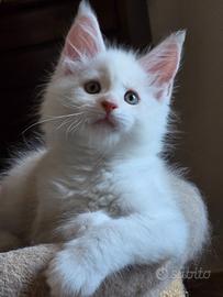 Maine coon speciali con pedigree