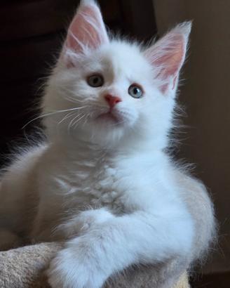 Maine coon speciali con pedigree