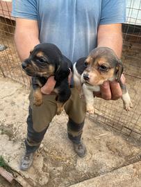 Beagle