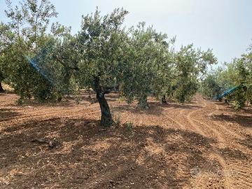 Terreno agricolo