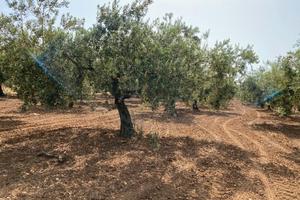 Terreno agricolo